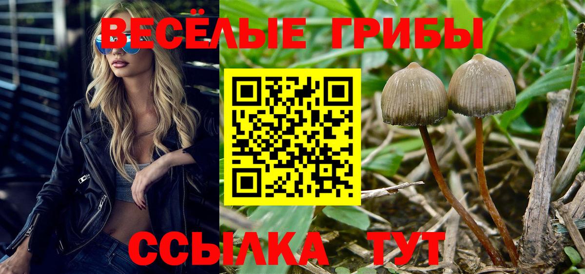 Галлюциногенные грибы Cubensis Старая Русса